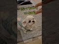 몰래 먹고와서 딱 걸린 말티즈 강아지!! Maltese puppy caught after secretly eating!!