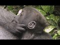 Help mom, it hurts if you climb on top of me 💗 Kintaro the gorilla [Kyoto City Zoo]