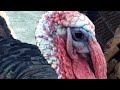 Pet Turkeys Are Like Puppies