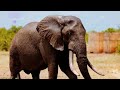 Ultimate Animal Sounds |Amazing Cute Wild Farm, Zoo, and Pet Animal Noises