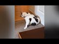 The Great Joy of Cats and Dogs in 2024 😆 - Best Funny Animal Video 2024 Part 2