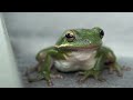 American Green Tree Frog, Hilton Head Island, SC