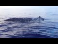 Most Epic Maui Whale Watch EVER - part 1