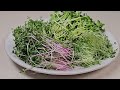 How to Grow Popular Microgreens on Silicone with Small Sprouting Tray Set | Soilless Growing