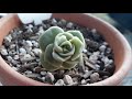 Succulent Identification | Succulent Name with Picture #succulentidentification #pinayplantita