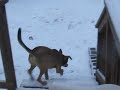 Akela and Lincoln Playing in the Snow Part 2