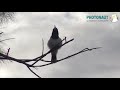 Amazing Singing Performance by Four Pied Butcherbirds, Western Australia