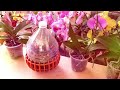 Miracle of this pill, Helps you propagate all kinds of orchids easily