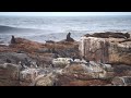 Cape Seal Brawl