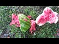 Glock 40 10mm vs. Watermelon and whole chicken! Interesting results!