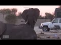 Giant Elephant Bull Swaggers in Camp. MASSIVE elephant! #wildanimals