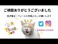 元野良猫と元ボス猫が初めて出会ったら