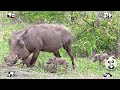 Cutest Animals Making Funny Sounds: Giraffe, Horse, Camel - Domestic Animal Videos
