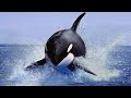 Killer Whales | Orca Facts You Probably Don’t Know: Watch and Find Out!!! Orca Metal Soundtrack