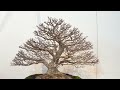 [4K LONG] 97th Kokufu Bonsai Exhibition in Tokyo PART2