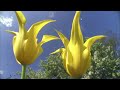 The Secret Garden - Springtime's Micro-Ecosystems - Full Nature Documentary