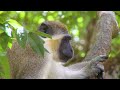 Amazon Wildlife In 4K - Animals That Call The Jungle Home | Amazon Rainforest | Relaxation Film #2