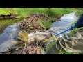 Beaver Dam Drainage || Ticks Attack.