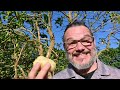 Mauna Loa Garden: Aerial Drone Tour in Hawaii