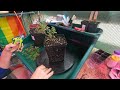 Bonsai Diaries 18