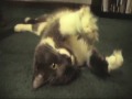 Viral Cat Video: DO THE BOCA TWIST DANCE!!!
