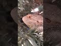 BEARDED DRAGONS IN CHRISTMAS TREE
