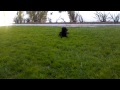 Shayde Playing at the Dog Run