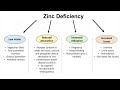 Causes of Zinc Deficiency | Dietary Choices (ex. Seeds and Nuts), Gastrointestinal, and Other