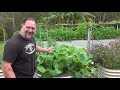 5 Tips How to Grow a Ton of Collards in a Raised Container Garden Bed