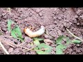Ants attacking June beetle grub