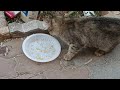 The lives of street cats are threatened and we must feed them