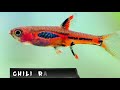 Top 10 Best Topical Fish For Small Tank in Bengali || Beginer Aquarium Fish || Expert Aquarist