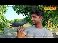 Friendship With Pigeon: आसिफ और सारस की दोस्ती की तरह कबूतर मगलू और रचित की अनोखी दोस्ती! #local18