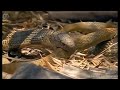 Extreme fight Crocodile vs Snake, Wild Animals Attack