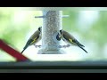 European Goldfinches at feeder on balcony / Stieglitze an Futterspender auf Balkon