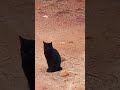 um gato preto perto da minha casa data 19/04/2024