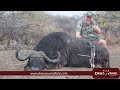 Bowhunting Cape Buffalo - over 30 bowkills