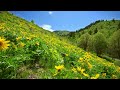 Nature Meditation - 1 Hour of Binaural Beats, gentle music, and beautiful Mountain wildflowers