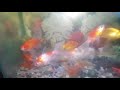 BEAUTIFUL FISH AQUARIUM