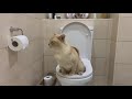 I TRAINED MY CAT TO USE MY HOUSEHOLD TOILET. Using the Litter Kwitter, it really works!