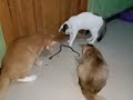 cats vs snake