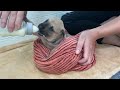 Trying to save the poor 2 week old puppy  The process of adopting and making friends with puppies