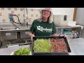How to grow Microgreens at Home-EASY!