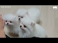 Popome | 100 days for 5 Pomeranian puppies born at home
