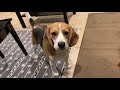 Cute beagle has amazing musical talent