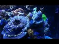 Living coral tank