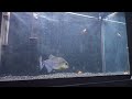 Feeding Angry Black Piranha ( Blue Diamond )