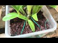 How I Repot or Pot-Up New Dendrobium Orchids | Simple & Chill Tutorial