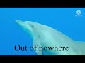 I DIDN’T MEAN TO SOUND LIKE A DOLPHIN-