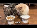 姉ちゃんのごはん横取り計画　/ Plan to Steal My Sister's Food